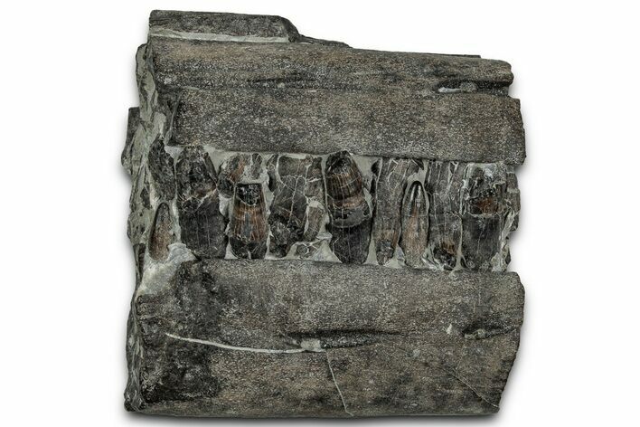 Spectacular Fossil Ichthyosaur Jaw Section - England #352089